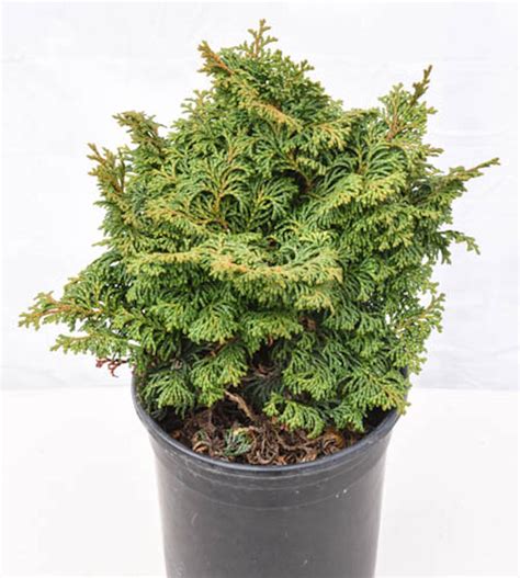 Kosteri Dwarf Hinoki Cypress Plants4home
