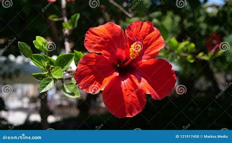 Beautiful Red Flower With Natural Light And Green Background Stock