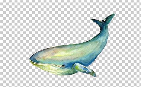 Check out inspiring examples of baleen_whale artwork on deviantart, and get inspired by our community of talented artists. Baleen Whale Blue Whale Illustration PNG, Clipart, Animal ...