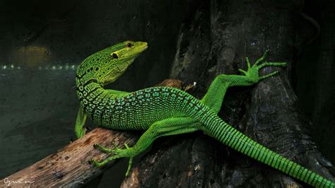Varanus Prasinus Green Tree Monitor Pet Lizards Cute Reptiles