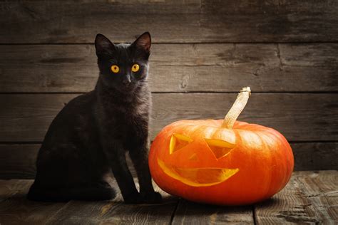 Halloween Is Upon Us Protecting The Black Cat Love Ferplast