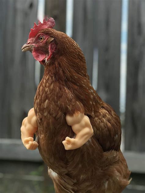 Chicken Arms This Company Creates Hilarious Fake Arms For Your Chickens