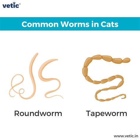 Tapeworms In Cat Signs Diagnosis And Treatment Of Cat Tapeworms