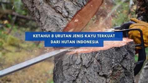 Jenis Kayu Terkuat Di Indonesia Sekarang Jam Imagesee