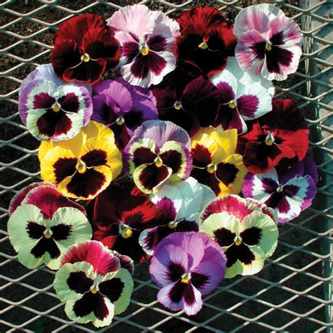 Majestic Giants 2 Mix Pansy Pansies Horticultural Products And Services