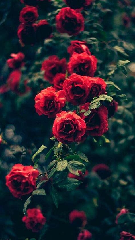 Beautiful Garden Red Roses Flowers Iphone 5s Wallpaper