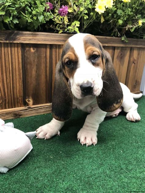 Our basset hound puppies are sold with limited registration as family pets in most cases. Basset Hound Puppies For Sale Wi | Top Dog Information