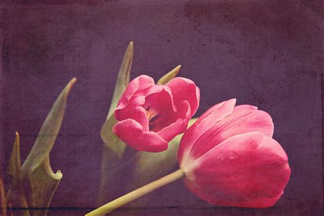 Tulips Blush Photograph By Toni Hopper Fine Art America