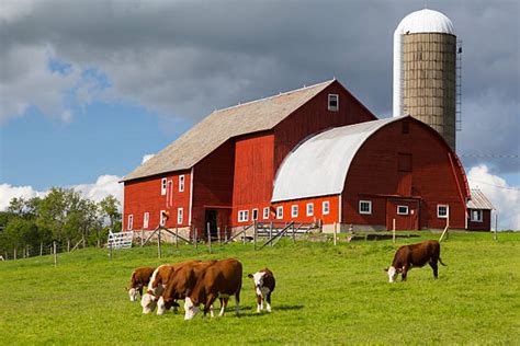 Exterior Dairy Barn Stock Photos Pictures And Royalty Free Images Istock