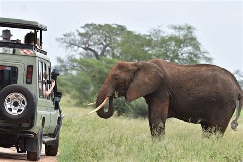 Tripadvisor 2 Tägige Serengeti Safari Tour Ab Mwanza Mit Transport