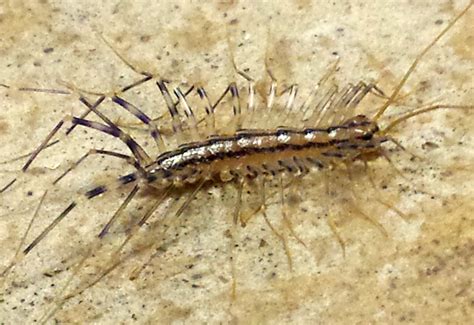House Centipede Whats That Bug