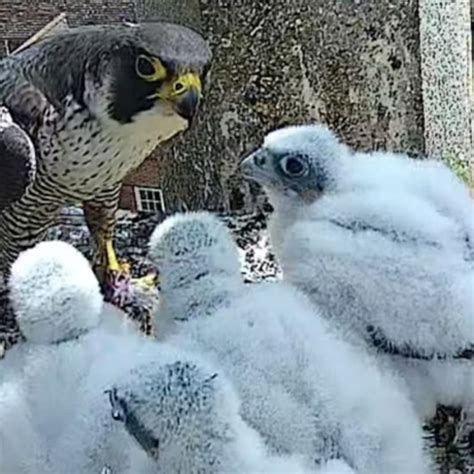 Worcesters Peregrine Falcons A 10 Year Tale Talk Worcester Cathedral