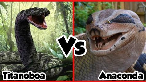 Titanoboa Vs Anaconda Who Would Win Between Anaconda Vs Titanoboa