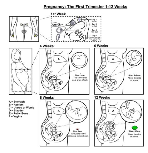 Pregnancy Illustrations In Trimesters Gdhr Portal