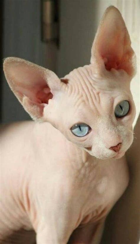 Wormwood Watercolorcat Cute Hairless Cat Hairless Cat Sphynx