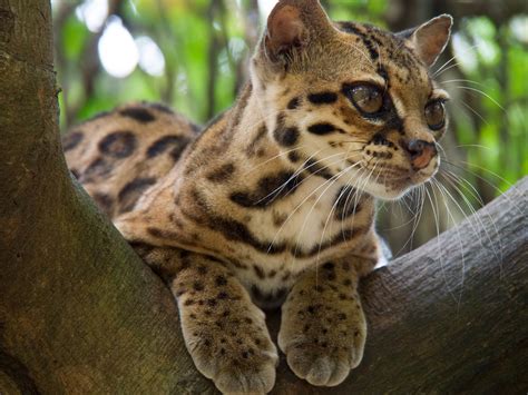 Margay Wallpapers Wallpaper Cave