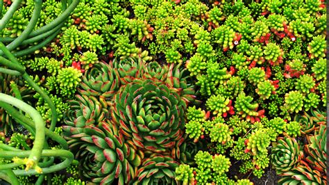 Best 54 Succulents Wallpaper On Hipwallpaper Succulents