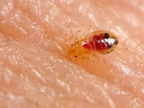 Baby Bed Bugs 20 Things You Must Know About Them