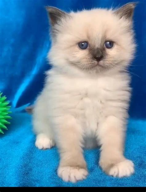 Siberian Kittens For Sale Animall24