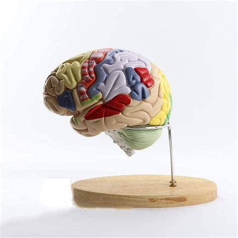 Buy Educational Model Brain Anatomical Model Colorcoded Human Regional