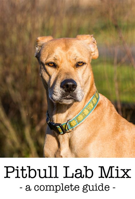 Pitbull Lab Mix A Complete Guide To The Bullador Pitbull Lab Mix