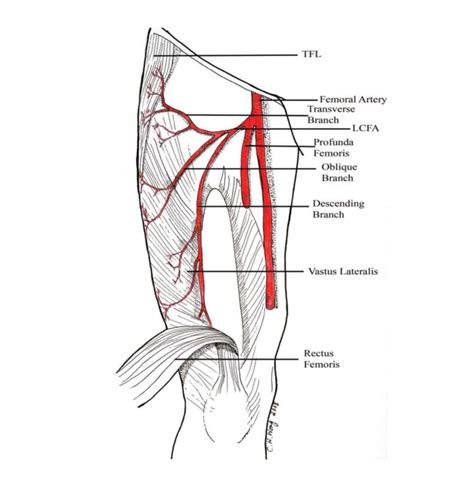 Cureus Anatomic Variations Of The Deep Femoral Artery And Its Branches Clinical Implications
