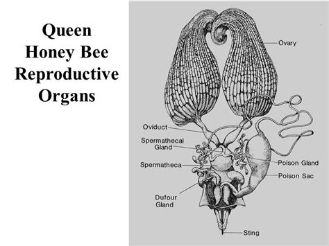 honey bee biology the basis for colony management ppt video online download