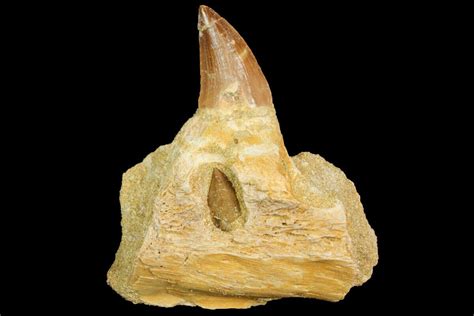 29 Mosasaur Prognathodon Jaw Section With Unerupted Tooth 163911 For Sale