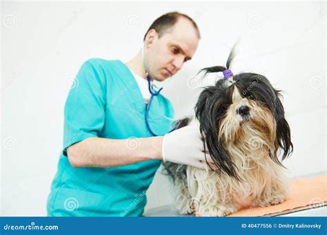 Veterinarian Surgeon Treating Dog Stock Photo Image Of Examining