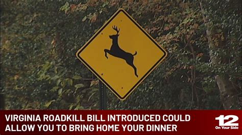Virginia Roadkill Bill Introduced Could Allow You To Bring Home Your Dinner Youtube