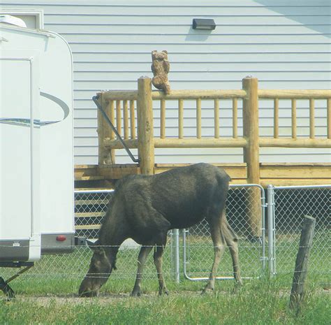 Moose Ing Around Seeley Swan Pathfinder