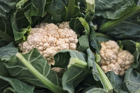 Companion Plants For Cauliflower Attracting Beneficial Insects