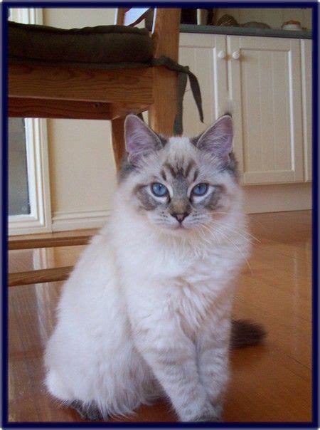 Explore 74 listings for lynx ragdoll kittens for sale at best prices. Balinese Blue Lynx Point Hypoallergenic Cats