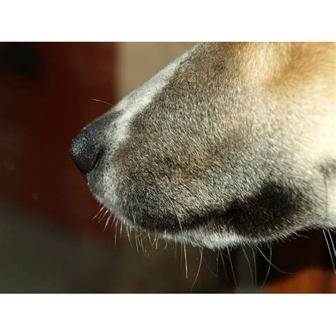 Dog Snout Close Animal Snout Dog Nose 20 Inch By 30 Inch Laminated
