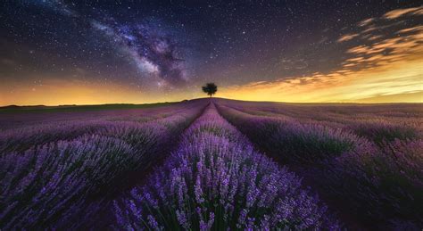 Photography Landscape Nature Lavender Field Flowers Starry Night