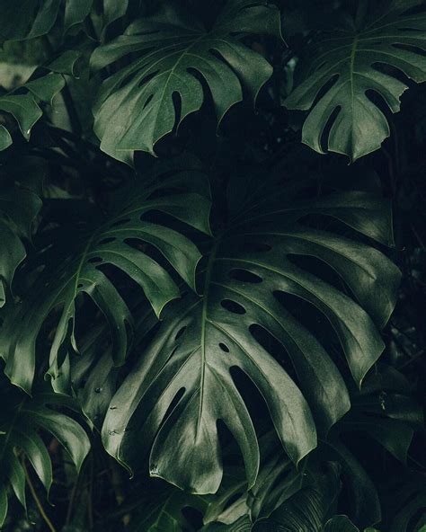 Monstera Love Plants Indoor Tropical Plants Green Aesthetic