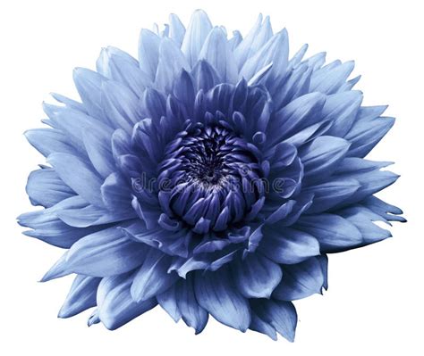 Flower Blue Motley Dahlia Isolated On A White Background Close Up