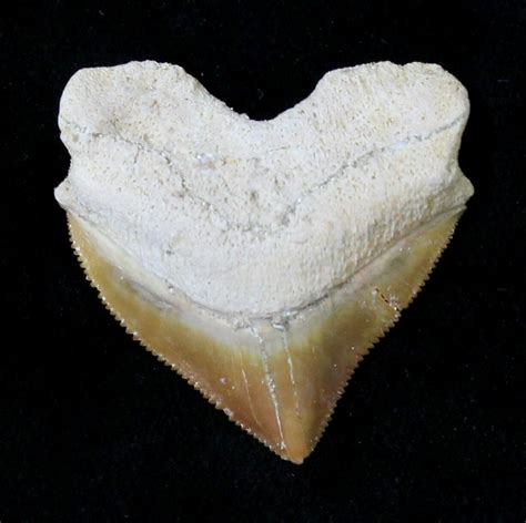 Nice Squalicorax Crow Shark Fossil Tooth For Sale 19286