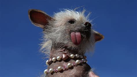 Photos From The Worlds Ugliest Dog Contest