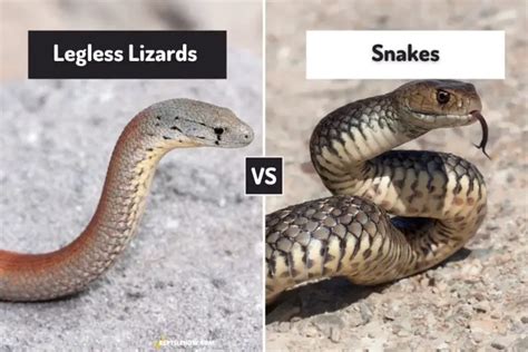 Legless Lizards Vs Snakes 8 Differences