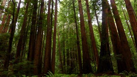 Wallpaper Sunlight Trees Landscape Grass Wood Earth California