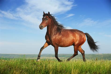Truly a wild and inspirational story. The meaning and symbolism of the word - «Horse»