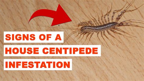 Signs Of A House Centipede Infestation Youtube
