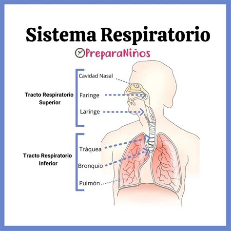 Sistema Respiratorio Partes y Funciones PreparaNiños com