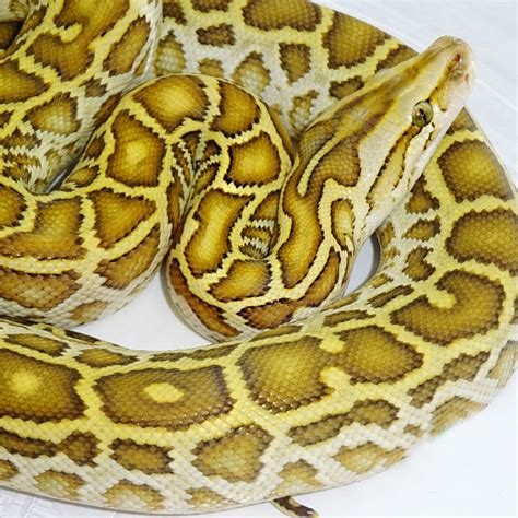 Hypo Burmese Python - baby
