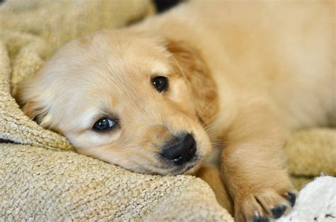 Golden Retrievers So Sweet Chien