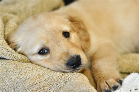 Golden Retrievers So Sweet Golden Retriever Cutest Puppy Ever