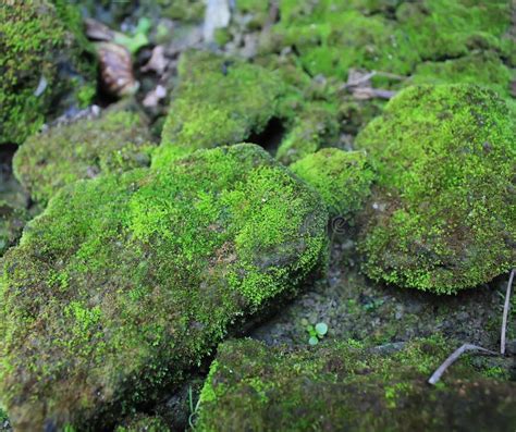 Rocks Full Of Moss Texture In Nature For Wallpaper Stock Image Image