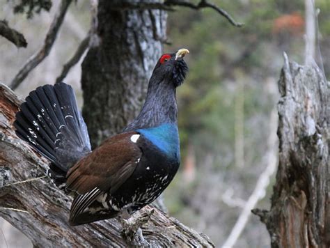 Le grand tétras (tetrao urogallus), ou grand coq de bruyère, est un gros gallinacé vivant en montagne dans les forêts de conifères. blog du relais du vert boisGRAND TETRAS CONTRE STATION DE ...