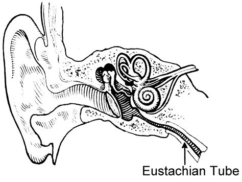 Eustachian Tube Anatomy